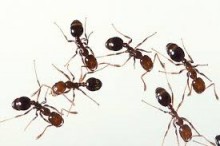 استراتژی الهام بخش مورچه ها